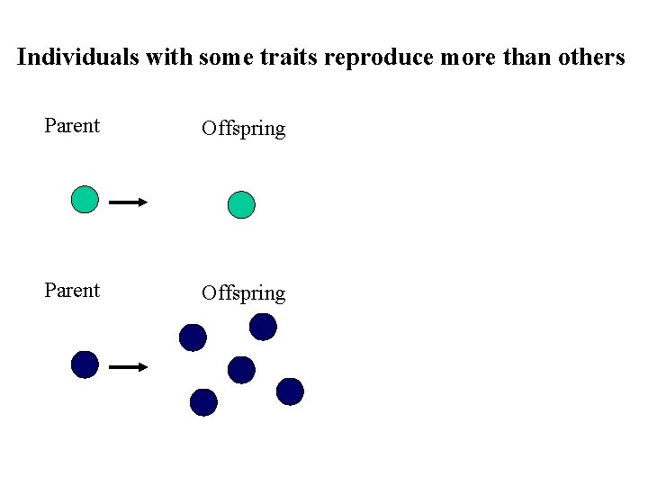 Individuals with some traits reproduce more than others Parent Offspring 