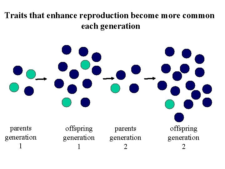 Traits that enhance reproduction become more common each generation parents generation 1 offspring generation