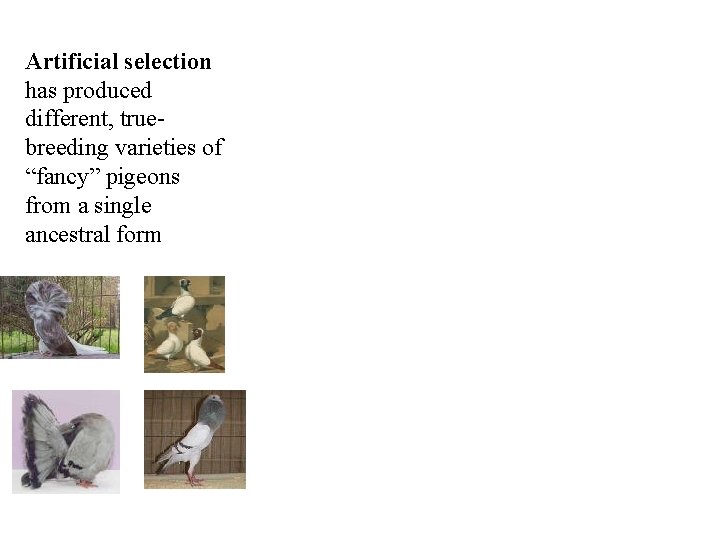 Artificial selection has produced different, truebreeding varieties of “fancy” pigeons from a single ancestral