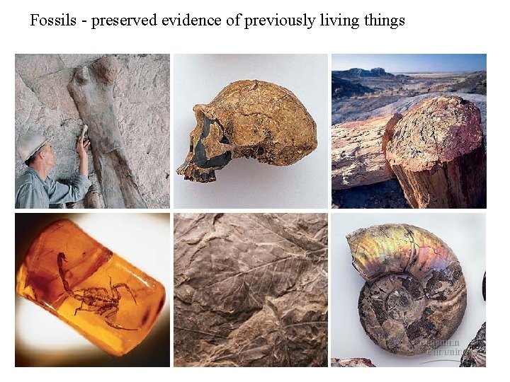 Fossils - preserved evidence of previously living things 