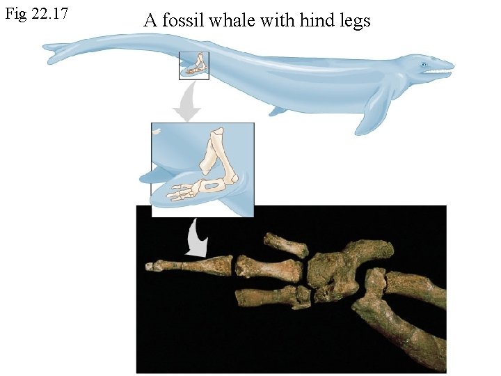 Fig 22. 17 A fossil whale with hind legs 