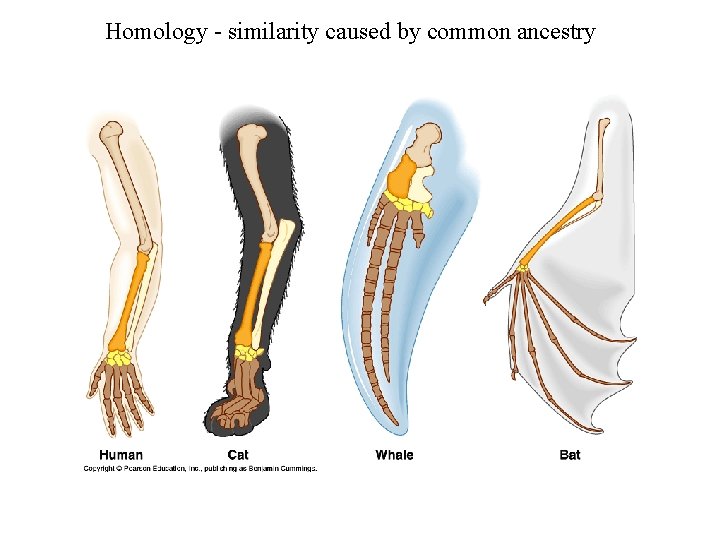 Homology - similarity caused by common ancestry 