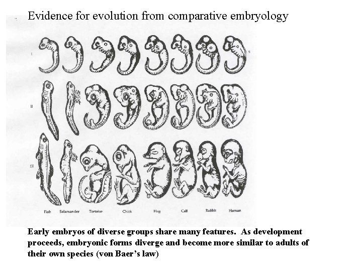 Evidence for evolution from comparative embryology Early embryos of diverse groups share many features.