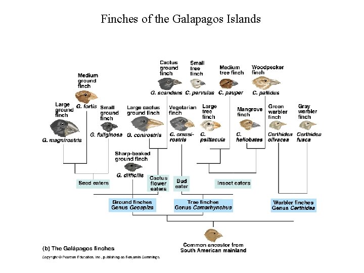 Finches of the Galapagos Islands 