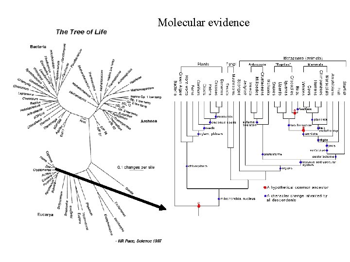 Molecular evidence 