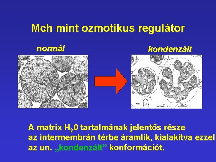 Mch mint ozmotikus regulátor normál kondenzált A matrix H 20 tartalmának jelentős része az Mch mint ozmotikus regulátor normál kondenzált A matrix H 20 tartalmának jelentős része az