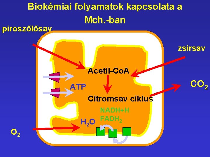 Biokémiai folyamatok kapcsolata a Mch. -ban piroszőlősav zsírsav Acetil-Co. A CO 2 ATP Citromsav Biokémiai folyamatok kapcsolata a Mch. -ban piroszőlősav zsírsav Acetil-Co. A CO 2 ATP Citromsav