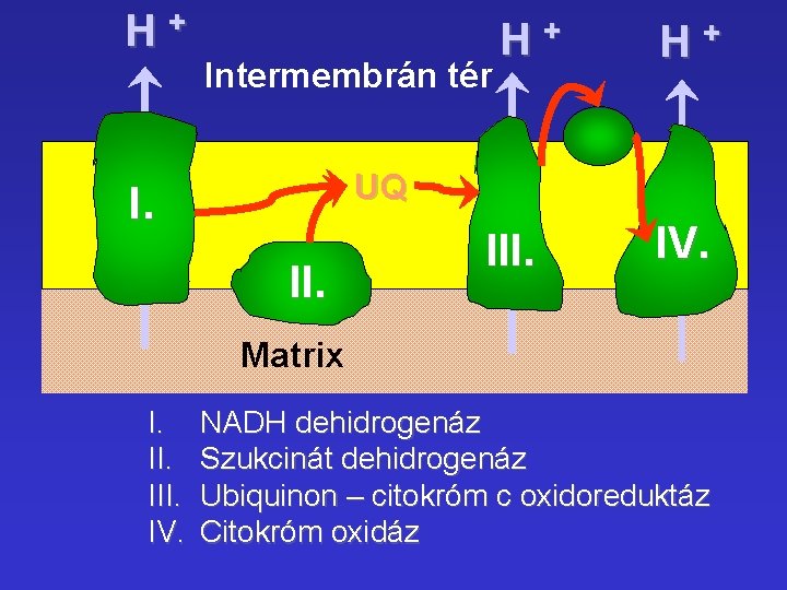 H+ Intermembrán tér H+ H+ UQ I. II. IV. Matrix I. III. IV. NADH H+ Intermembrán tér H+ H+ UQ I. II. IV. Matrix I. III. IV. NADH