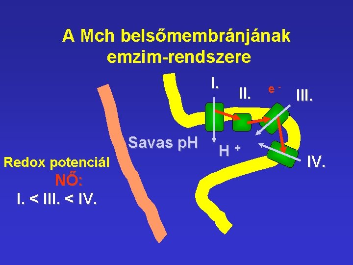 A Mch belsőmembránjának emzim-rendszere I. Savas p. H Redox potenciál NŐ: I. < III. A Mch belsőmembránjának emzim-rendszere I. Savas p. H Redox potenciál NŐ: I. < III.