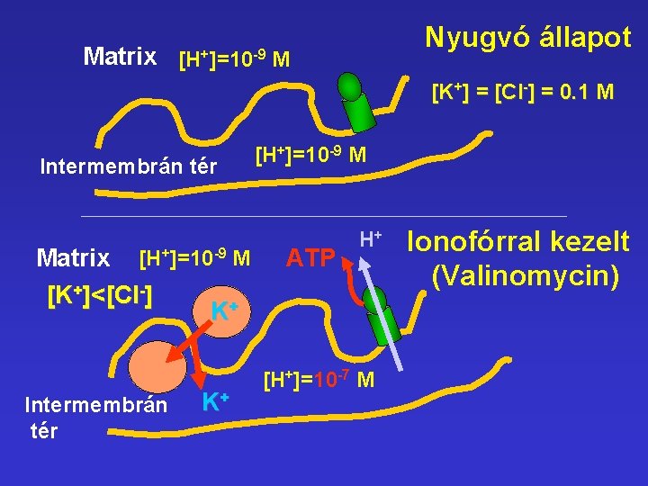 Nyugvó állapot Matrix [H+]=10 -9 M [K+] = [Cl-] = 0. 1 M [H+]=10