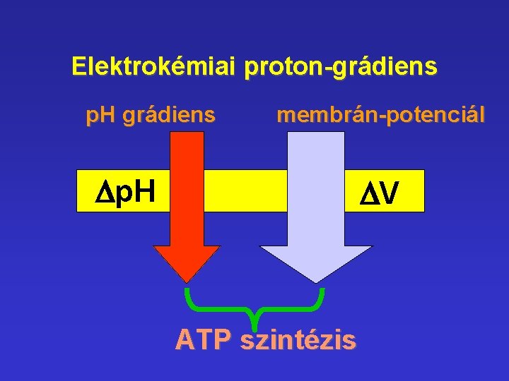 Elektrokémiai proton-grádiens p. H grádiens membrán-potenciál Dp. H DV ATP szintézis Elektrokémiai proton-grádiens p. H grádiens membrán-potenciál Dp. H DV ATP szintézis