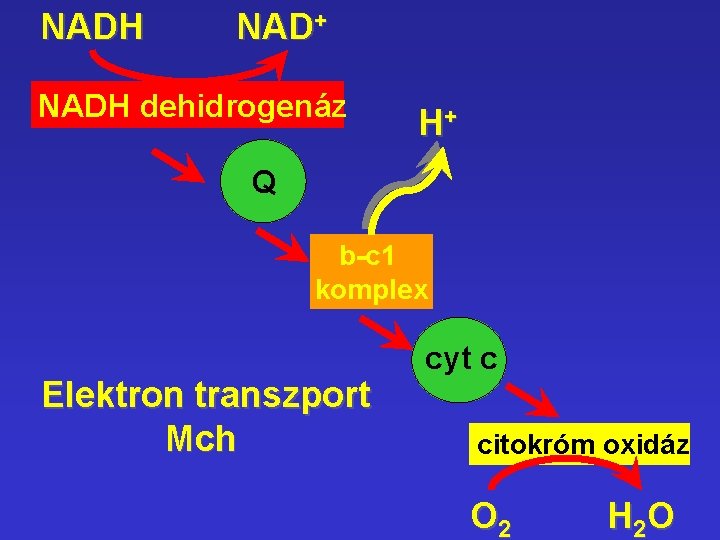NADH NAD+ NADH dehidrogenáz H+ Q b-c 1 komplex Elektron transzport Mch cyt c NADH NAD+ NADH dehidrogenáz H+ Q b-c 1 komplex Elektron transzport Mch cyt c