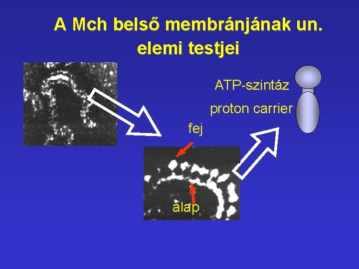 A Mch belső membránjának un. elemi testjei ATP-szintáz proton carrier fej alap A Mch belső membránjának un. elemi testjei ATP-szintáz proton carrier fej alap