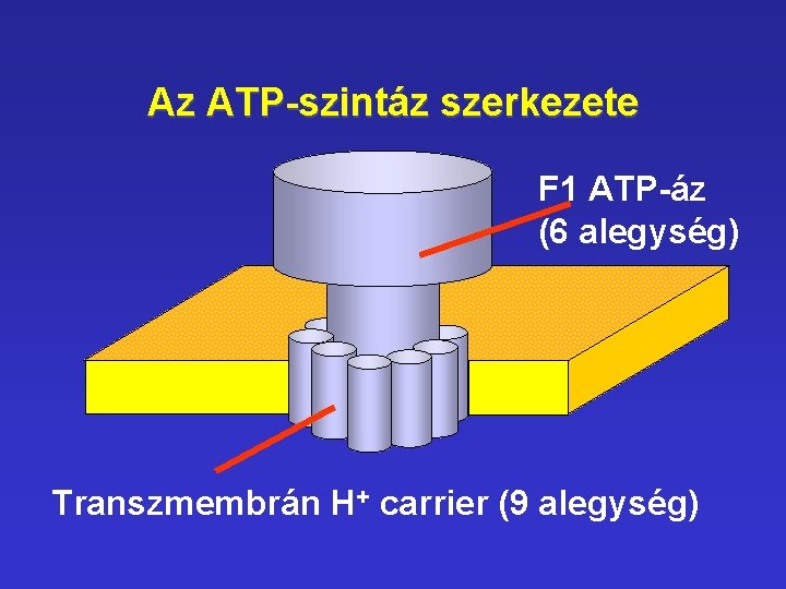 Az ATP-szintáz szerkezete F 1 ATP-áz (6 alegység) Transzmembrán H+ carrier (9 alegység) Az ATP-szintáz szerkezete F 1 ATP-áz (6 alegység) Transzmembrán H+ carrier (9 alegység)