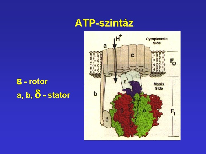 ATP-szintáz e - rotor a, b, d - stator ATP-szintáz e - rotor a, b, d - stator