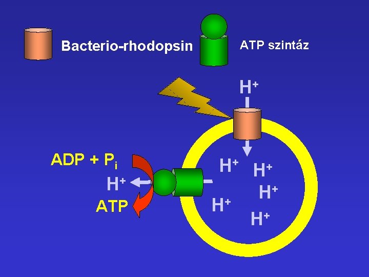 Bacterio-rhodopsin ATP szintáz H+ ADP + Pi H+ ATP H+ H+ + H H+ Bacterio-rhodopsin ATP szintáz H+ ADP + Pi H+ ATP H+ H+ + H H+