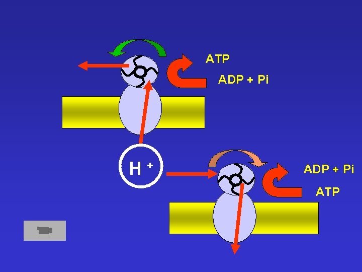 ATP ADP + Pi H+ ADP + Pi ATP ATP ADP + Pi H+ ADP + Pi ATP