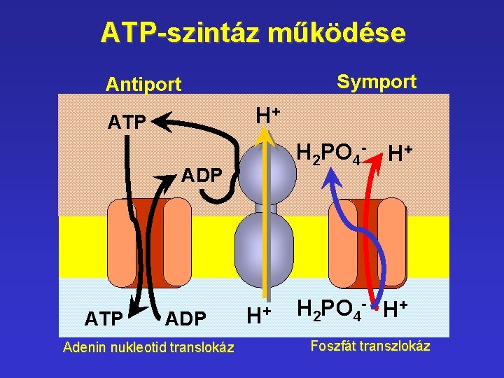 ATP-szintáz működése Symport Antiport H+ ATP H 2 PO 4 - H+ ADP ATP ATP-szintáz működése Symport Antiport H+ ATP H 2 PO 4 - H+ ADP ATP