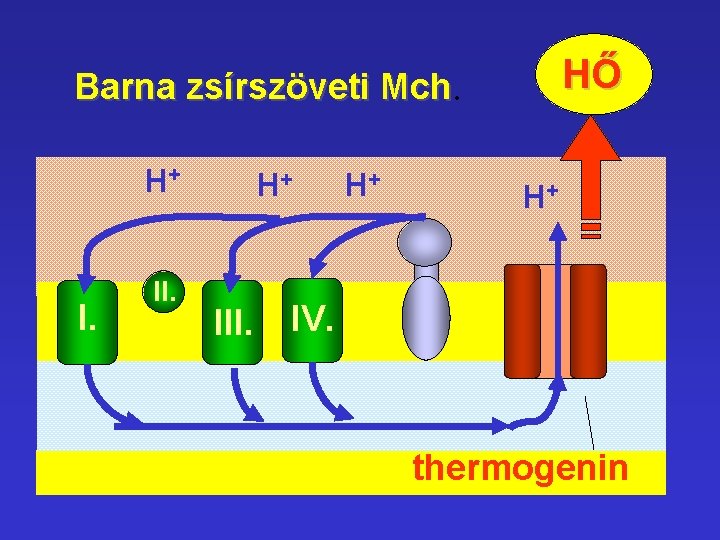 HŐ Barna zsírszöveti Mch. H+ I. II. H+ III. H+ H+ IV. thermogenin HŐ Barna zsírszöveti Mch. H+ I. II. H+ III. H+ H+ IV. thermogenin