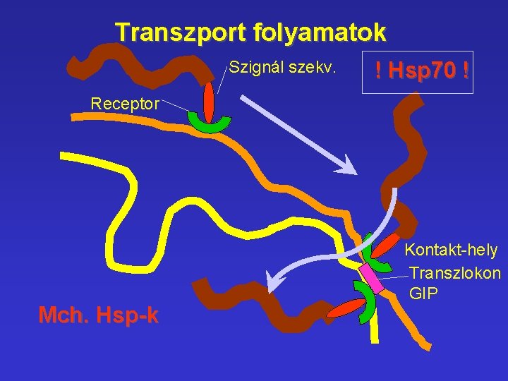 Transzport folyamatok Szignál szekv. ! Hsp 70 ! Receptor Mch. Hsp-k Kontakt-hely Transzlokon GIP Transzport folyamatok Szignál szekv. ! Hsp 70 ! Receptor Mch. Hsp-k Kontakt-hely Transzlokon GIP