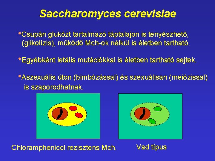 Saccharomyces cerevisiae • Csupán glukózt tartalmazó táptalajon is tenyészhető, (glikolízis), működő Mch-ok nélkül is Saccharomyces cerevisiae • Csupán glukózt tartalmazó táptalajon is tenyészhető, (glikolízis), működő Mch-ok nélkül is