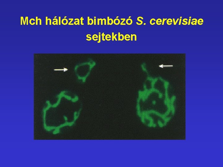 Mch hálózat bimbózó S. cerevisiae sejtekben Mch hálózat bimbózó S. cerevisiae sejtekben