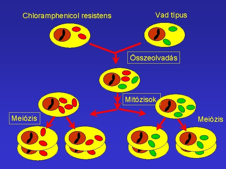 Chloramphenicol resistens Vad típus Összeolvadás Mitózisok Meiózis Chloramphenicol resistens Vad típus Összeolvadás Mitózisok Meiózis