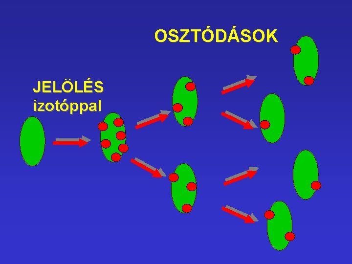 OSZTÓDÁSOK JELÖLÉS izotóppal OSZTÓDÁSOK JELÖLÉS izotóppal
