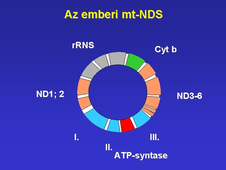 Az emberi mt-NDS r. RNS Cyt b ND 1; 2 ND 3 -6 I. Az emberi mt-NDS r. RNS Cyt b ND 1; 2 ND 3 -6 I.