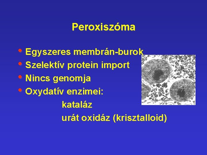 Peroxiszóma • Egyszeres membrán-burok • Szelektív protein import • Nincs genomja • Oxydatív enzimei: Peroxiszóma • Egyszeres membrán-burok • Szelektív protein import • Nincs genomja • Oxydatív enzimei: