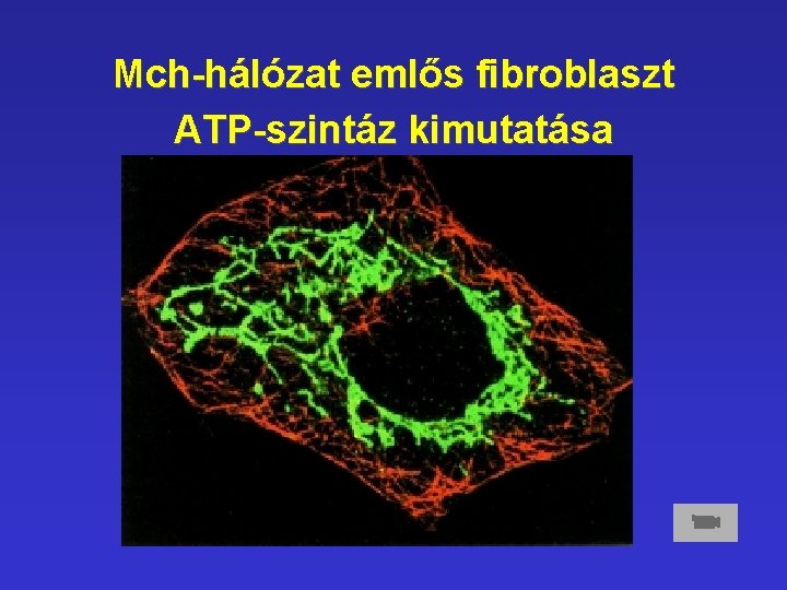 Mch-hálózat emlős fibroblaszt ATP-szintáz kimutatása Mch-hálózat emlős fibroblaszt ATP-szintáz kimutatása