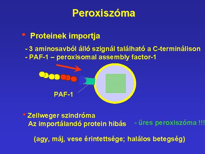 Peroxiszóma • Proteinek importja - 3 aminosavból álló szignál található a C-terminálison - PAF-1 Peroxiszóma • Proteinek importja - 3 aminosavból álló szignál található a C-terminálison - PAF-1