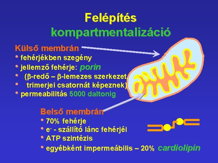 Felépítés kompartmentalizáció Külső membrán • fehérjékben szegény • jellemző fehérje: porin • (b-redő – Felépítés kompartmentalizáció Külső membrán • fehérjékben szegény • jellemző fehérje: porin • (b-redő –