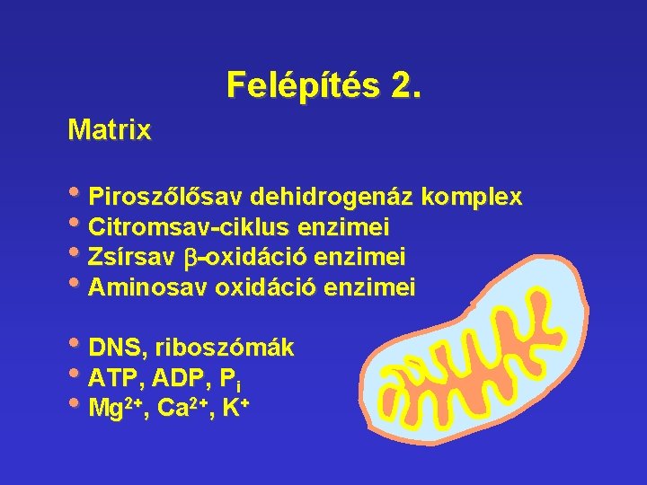 Felépítés 2. Matrix • Piroszőlősav dehidrogenáz komplex • Citromsav-ciklus enzimei • Zsírsav b-oxidáció enzimei Felépítés 2. Matrix • Piroszőlősav dehidrogenáz komplex • Citromsav-ciklus enzimei • Zsírsav b-oxidáció enzimei