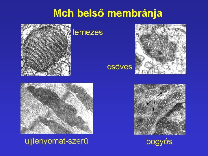 Mch belső membránja lemezes csöves ujjlenyomat-szerű bogyós Mch belső membránja lemezes csöves ujjlenyomat-szerű bogyós