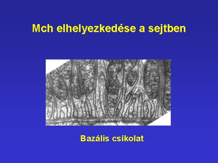 Mch elhelyezkedése a sejtben Bazális csíkolat Mch elhelyezkedése a sejtben Bazális csíkolat