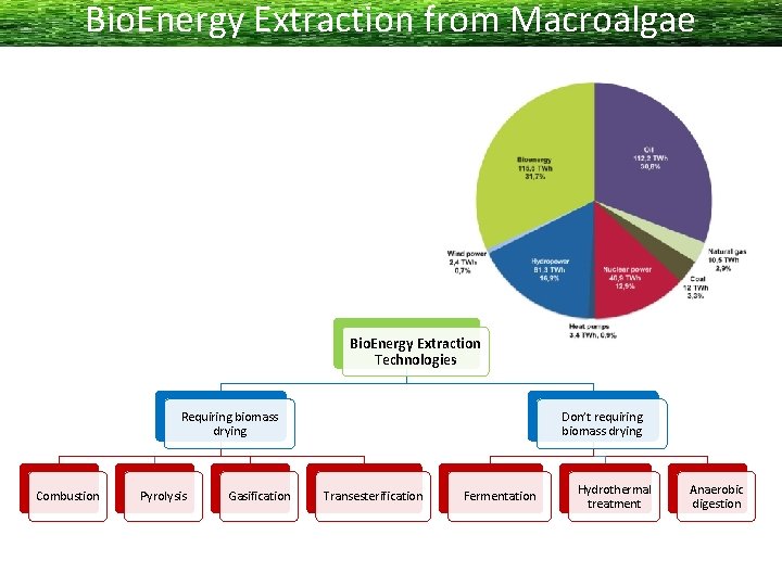 Bio. Energy Extraction from Macroalgae Bio. Energy Extraction Technologies Requiring biomass drying Combustion Pyrolysis