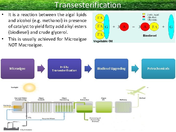 Transesterification • It is a reaction between the algal lipids and alcohol (e. g.