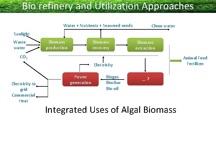 Bio refinery and Utilization Approaches Water + Nutrients + Seaweed seeds Clean water Sunlight
