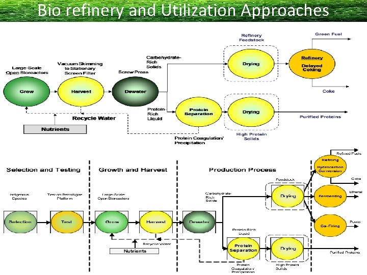 Bio refinery and Utilization Approaches 