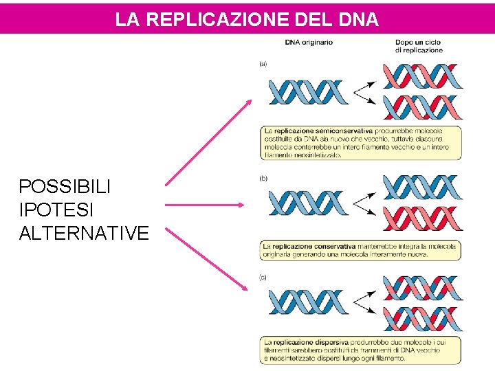 LA REPLICAZIONE DEL DNA POSSIBILI IPOTESI ALTERNATIVE 