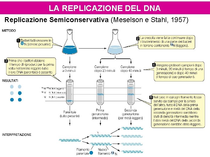LA REPLICAZIONE DEL DNA Replicazione Semiconservativa (Meselson e Stahl, 1957) 