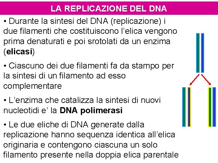 LA REPLICAZIONE DEL DNA • Durante la sintesi del DNA (replicazione) i due filamenti