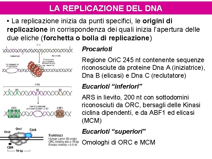 LA REPLICAZIONE DEL DNA • La replicazione inizia da punti specifici, le origini di