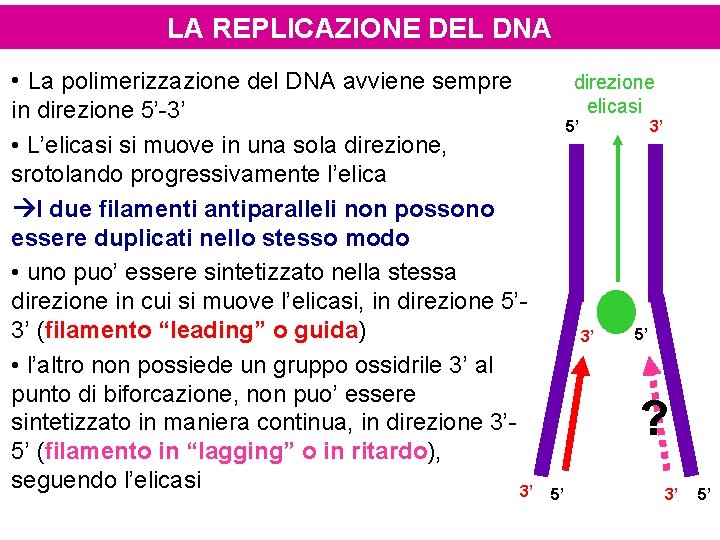 LA REPLICAZIONE DEL DNA • La polimerizzazione del DNA avviene sempre in direzione 5’-3’