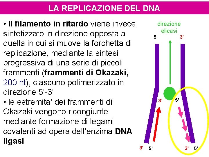 LA REPLICAZIONE DEL DNA • Il filamento in ritardo viene invece sintetizzato in direzione