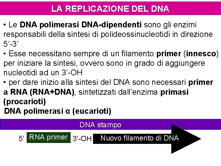 LA REPLICAZIONE DEL DNA • Le DNA polimerasi DNA-dipendenti sono gli enzimi responsabili della