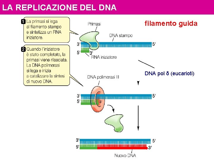 LA REPLICAZIONE DEL DNA filamento guida DNA pol δ (eucarioti) 