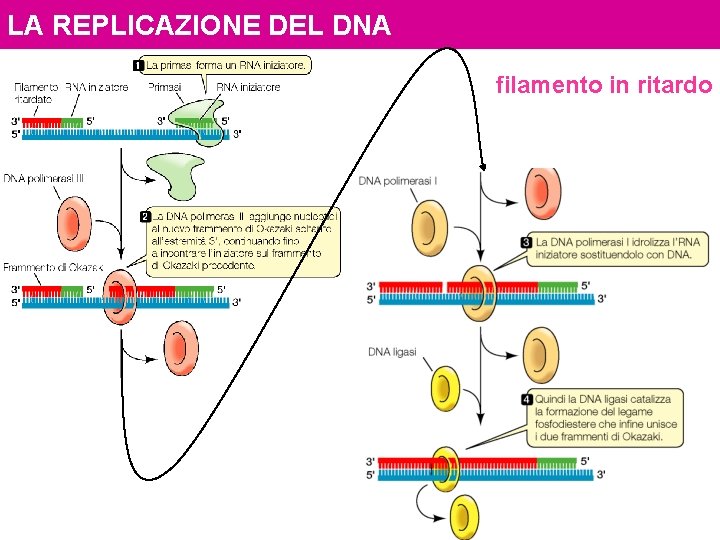 LA REPLICAZIONE DEL DNA filamento in ritardo 