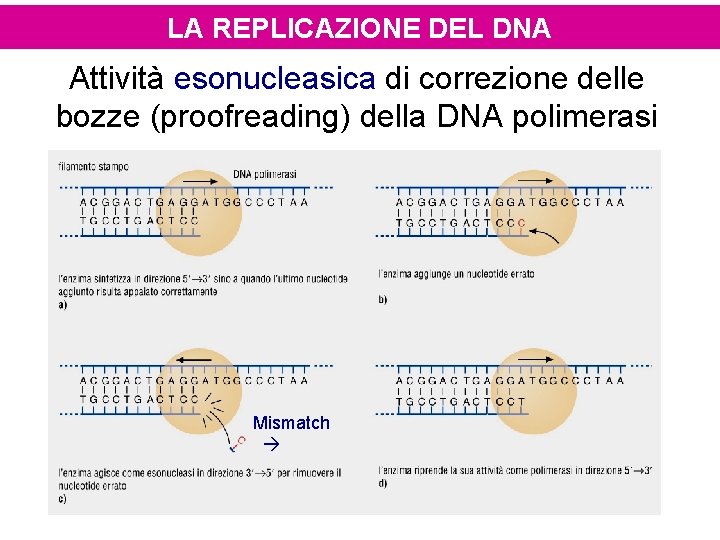 LA REPLICAZIONE DEL DNA Attività esonucleasica di correzione delle bozze (proofreading) della DNA polimerasi